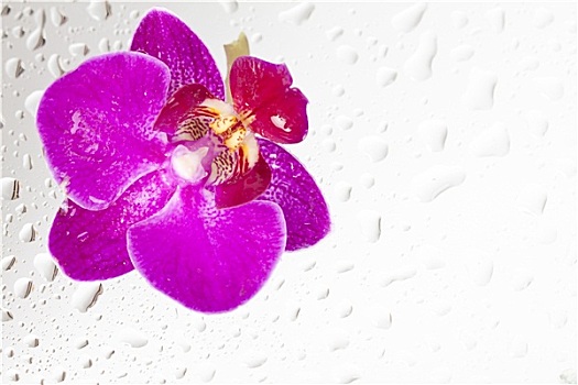 紫色,兰花,水滴