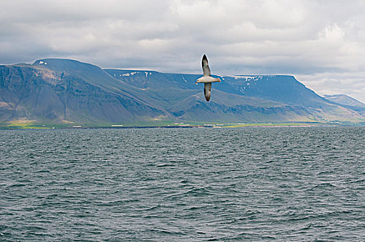 冰岛,雷克雅未克,观鲸,旅游,暴风鹱,飞行