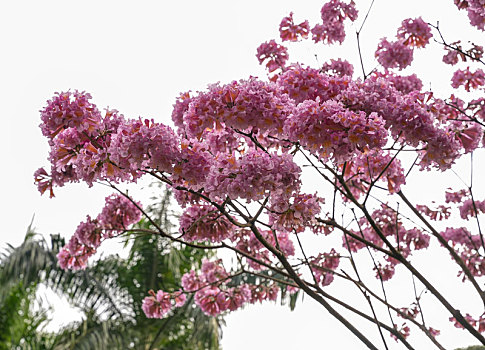 羊城广州冬天的天河公园景色