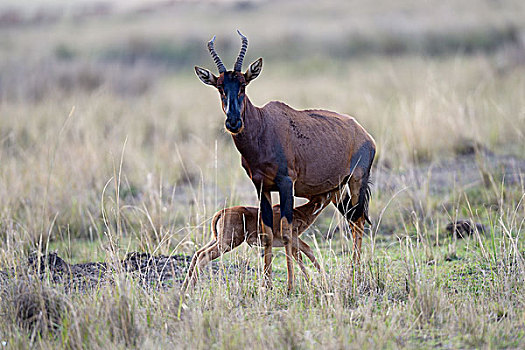 女性,吸吮,幼兽,马赛马拉国家保护区,肯尼亚,非洲