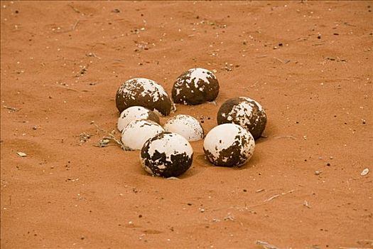 鸵鸟蛋,科尔芒斯科普,卡拉哈里沙漠,纳米比亚
