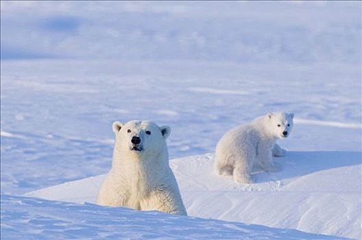 北极熊,母熊,显现,窝,北极圈,海岸