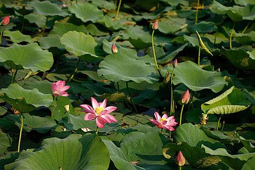 荷花,莲花