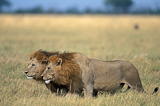 博茨瓦纳,乔贝国家公园,雄性,狮子,走,高草,萨维提,湿地