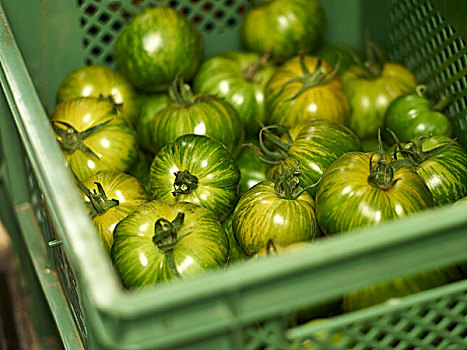 青蕃茄,绿色,板条箱