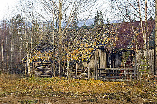 芬兰,树林,高山,树,秋叶,屋顶