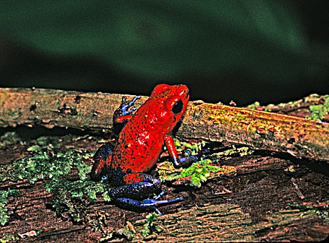 草莓箭毒蛙,毒物,箭,青蛙,雨林,哥斯达黎加