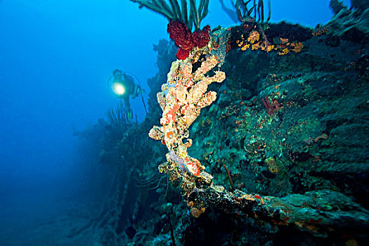 潜水,残骸,蒸汽,帆船,飓风,1867年,海岸,盐,岛屿,靠近,托托拉岛,英属维京群岛,加勒比
