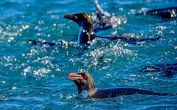 南极南乔治亚群岛麦哲伦企鹅游泳