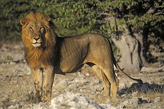 站立,狮子,埃托沙国家公园,纳米比亚