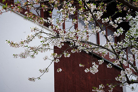 寒山寺,樱花