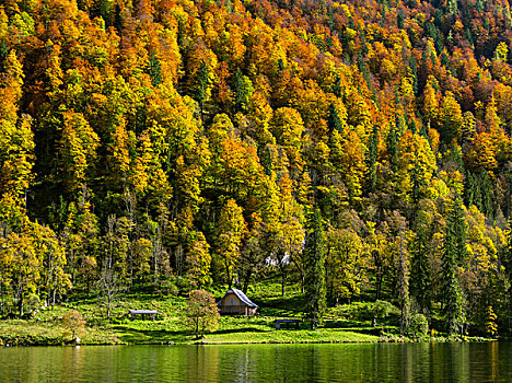 彩色,山林,湖,国家公园,巴伐利亚,德国,大幅,尺寸