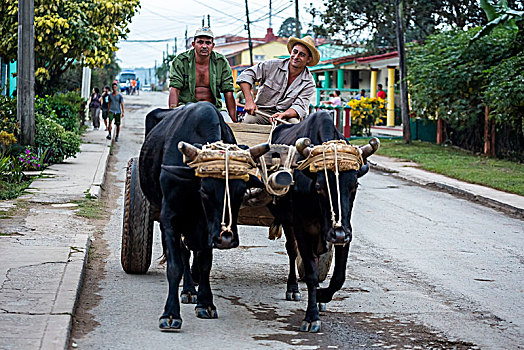 牛,手推车,街道,维尼亚雷斯,古巴,中美洲
