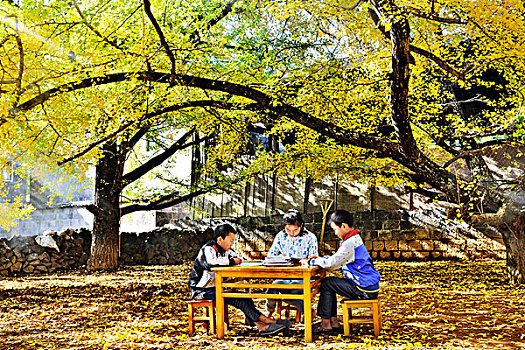 云南,居民建筑,乡村,银杏,木楼,学习