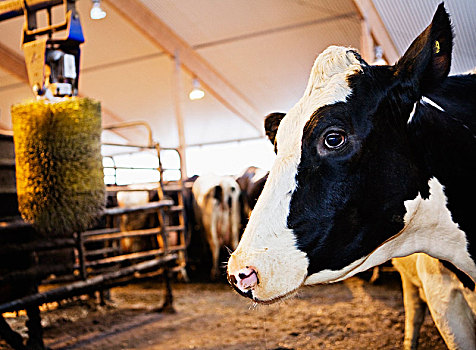 母牛,谷仓,瑞典