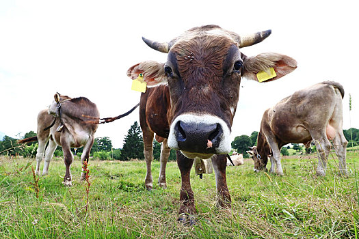 年轻,公牛,草场,褐色,瑞士