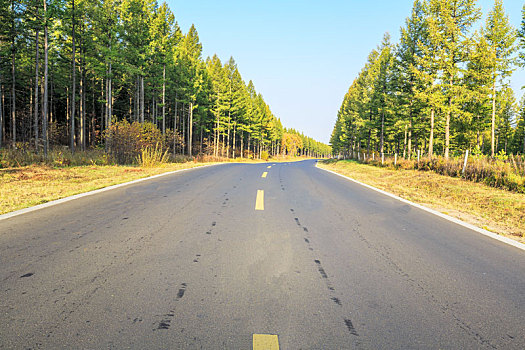 塞罕坝秋日森林公路