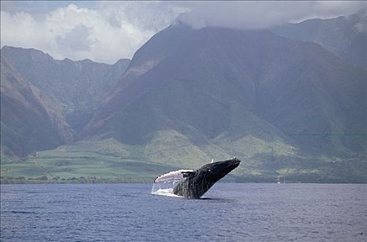 驼背鲸,大翅鲸属,鲸鱼,鲸跃,夏威夷,国家,海洋