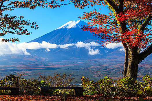 秋天,山,富士山,日本,漂亮,黄色