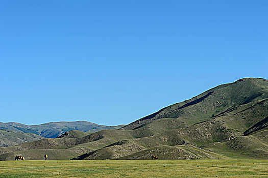 马,草场,围绕,山,高原,鄂尔浑峡谷,国家公园,前杭爱省,蒙古,亚洲