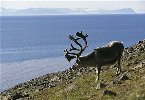 驯鹿,斯瓦尔巴特群岛,挪威