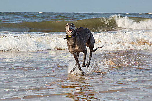 灰狗,享受,海浪