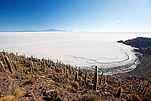 玻利维亚,盐湖,乌尤尼,岛屿,仙人掌