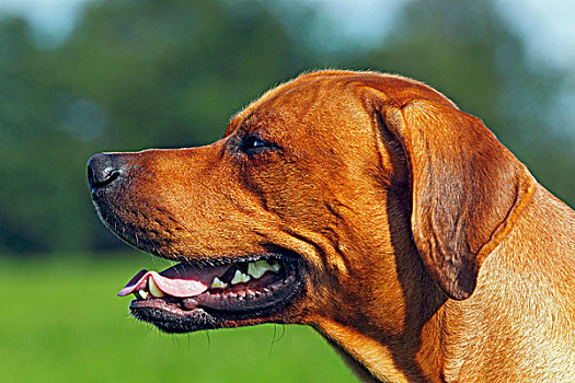 罗德西亚背脊犬,两个,雄性,肖像