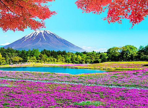 富士山,地点,粉色,苔藓,节日,山梨县,日本