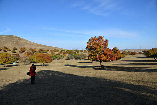 内蒙古代钦塔拉五角枫风景区秋季风光美