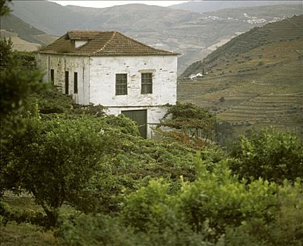 葡萄园,房子,葡萄牙