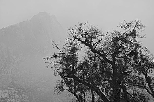 树,山,雾,优胜美地国家公园,公园,加利福尼亚,美国