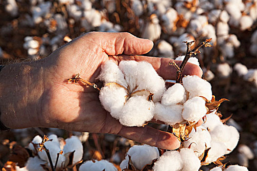 农业,农民,手,张嘴,成熟,棉花,丰收,作物,靠近,英格兰,阿肯色州,美国