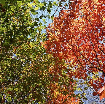 秋天,色彩,叶子,湖,深秋,新英格兰,美国