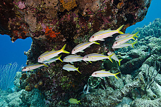 黄色,羊鱼,鱼群,珊瑚礁,博奈尔岛,荷属安的列斯,加勒比