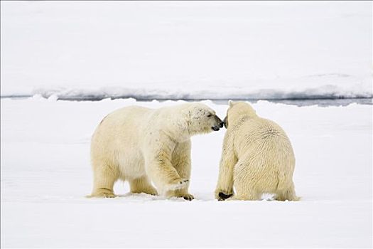 北极熊,浮冰