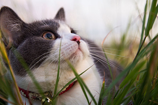 草丛中的英短蓝白猫
