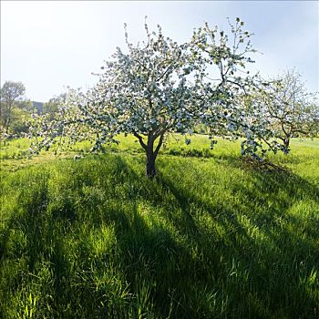 苹果树,开花,正面,日落,靠近,山谷,自然公园,巴伐利亚,德国,欧洲