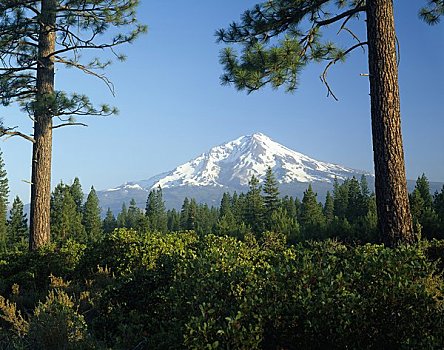 国家森林,攀升,加利福尼亚,美国