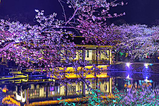 鼋头渚樱花夜景