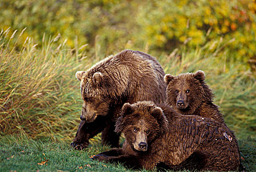 美国,阿拉斯加,卡特迈国家公园,雌性,棕熊,熊,相似,幼兽,休息,草
