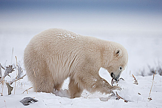 北极熊,咀嚼,北美驯鹿,鹿角,雪地,海岸,哈得逊湾,海豹,河,河口,曼尼托巴,加拿大