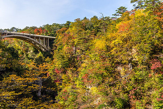 峡谷,彩色,秋叶