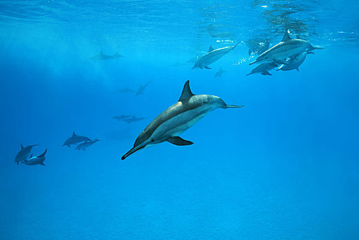 海豚,长吻原海豚,游动,水下,深海,红海,礁石,埃及,非洲
