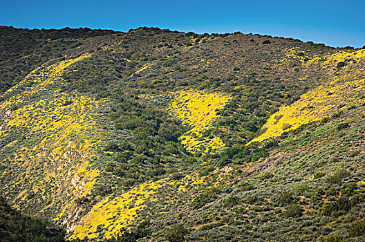 黄色,野花,山,加利福尼亚,美国
