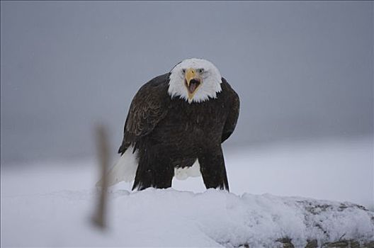 白头鹰,海雕属,雕,雪中,本垒打,阿拉斯加,美国