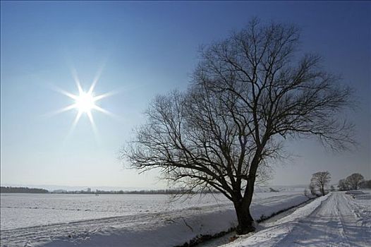 冬季风景,树,溪流,雪地,上巴伐利亚,德国