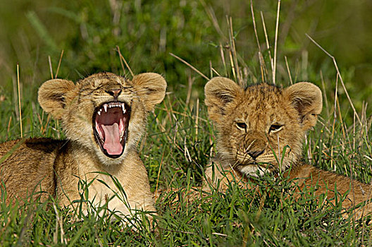狮子,两个,幼兽,哈欠,马赛马拉,肯尼亚,非洲