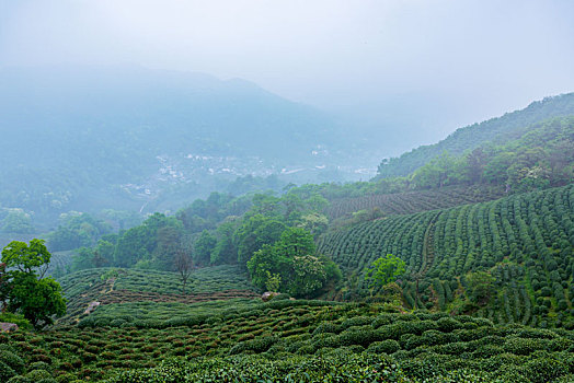 龙井茶茶山