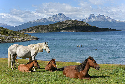 马,小猎犬,运河,火地岛国家公园,阿根廷,南美
